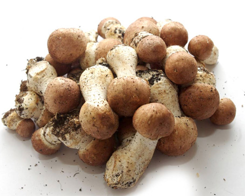 Agaricus