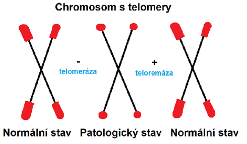 Tikající hodiny v našem těle