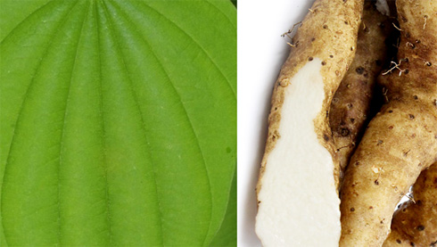 Wild yam