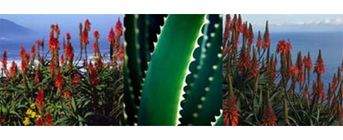ALOE ARBORESCENS zasluhuje pozornost