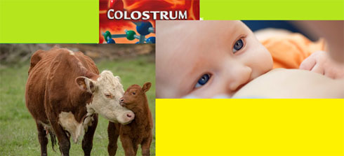 KOLOSTRUM